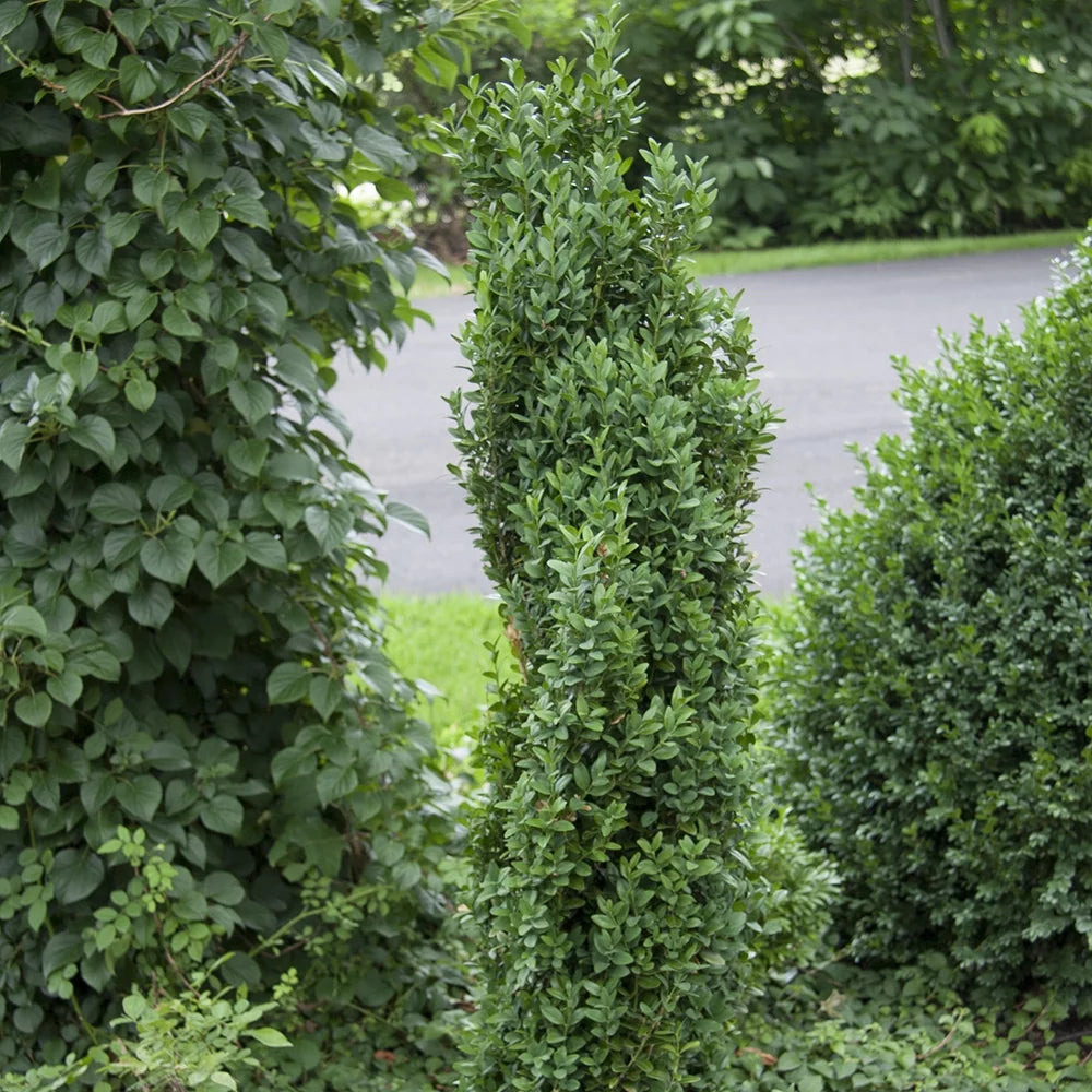 Boxwood Live Broadleaf Evergreen Shrub 2.50 Quart Pot H595913
