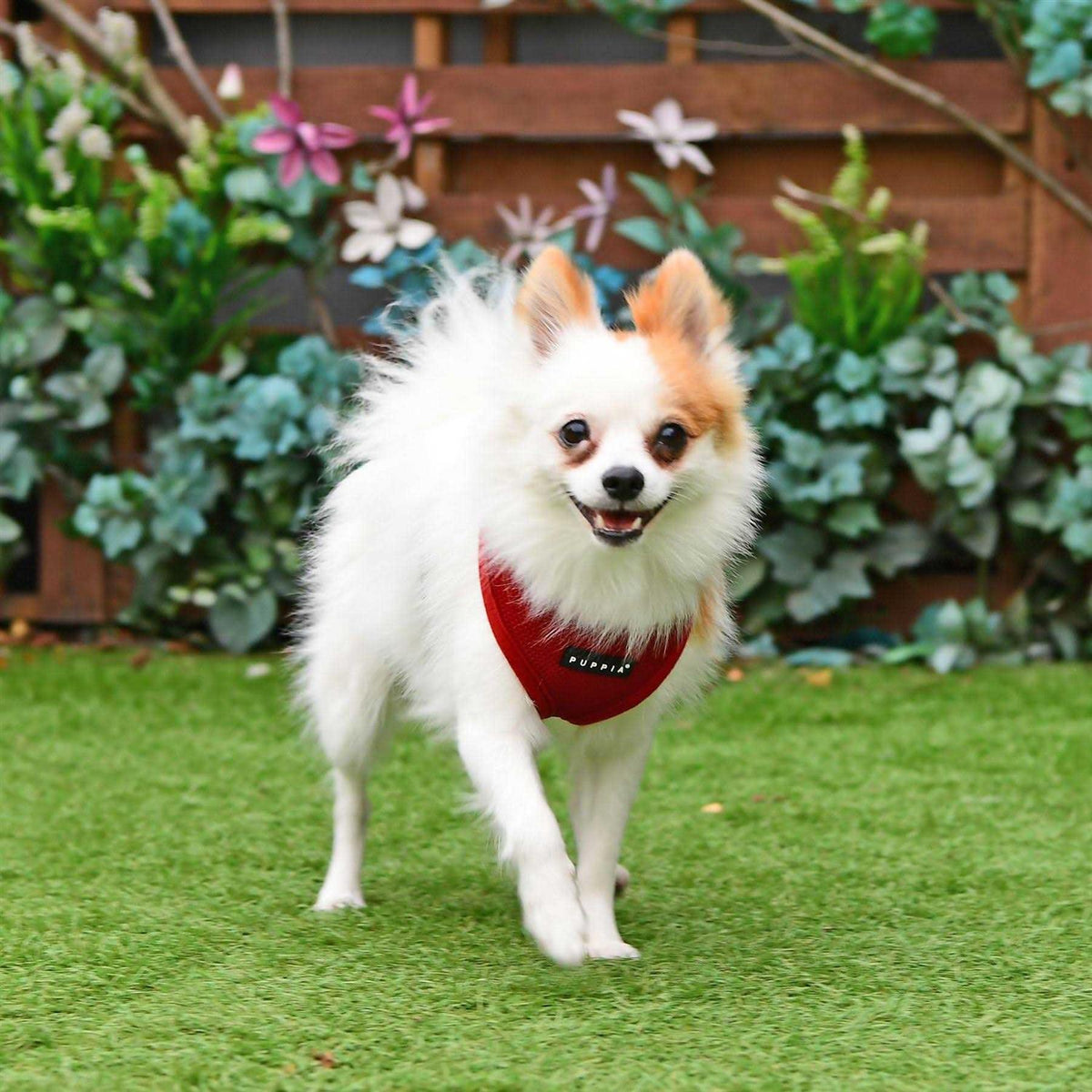 Dog Soft Harness S847552
