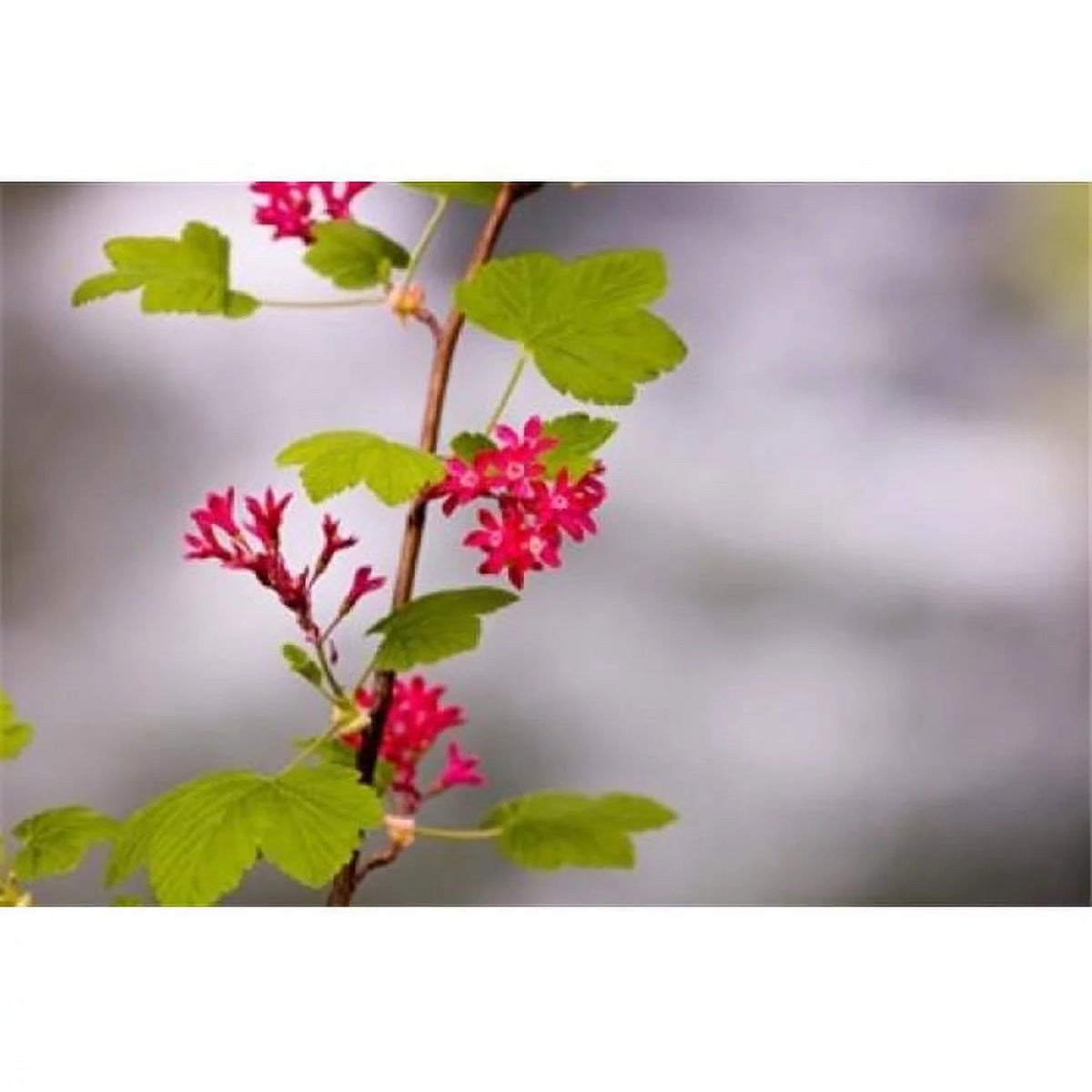 Red-Flowering Currant Poster Print 26 x 17 in. J30172