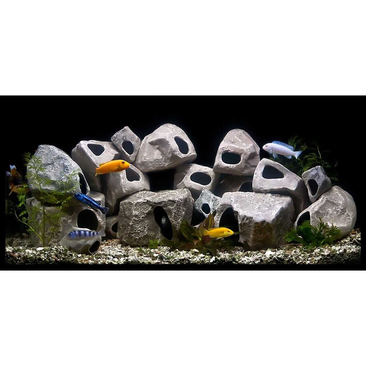 15-Pack Cichlid Stone J519
