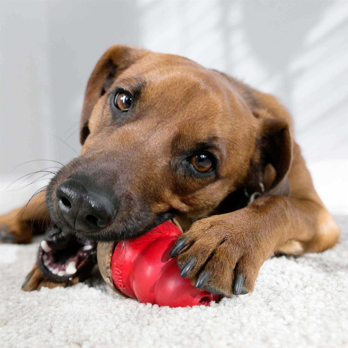 Dog Pet Supplies E123727