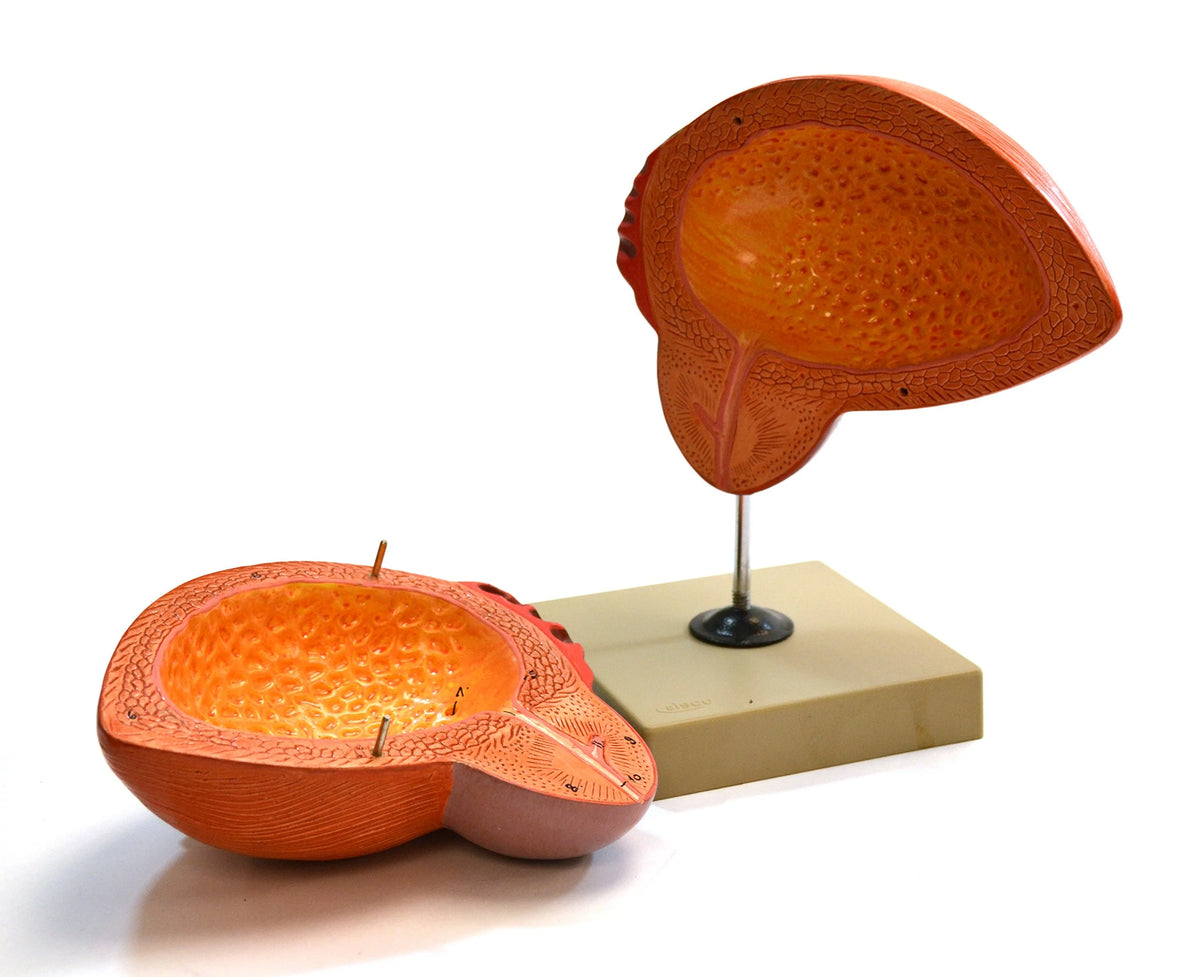 Human Urinary Bladder with Prostate Anatomical Model, 2 Parts, 3 Times Life Size R616