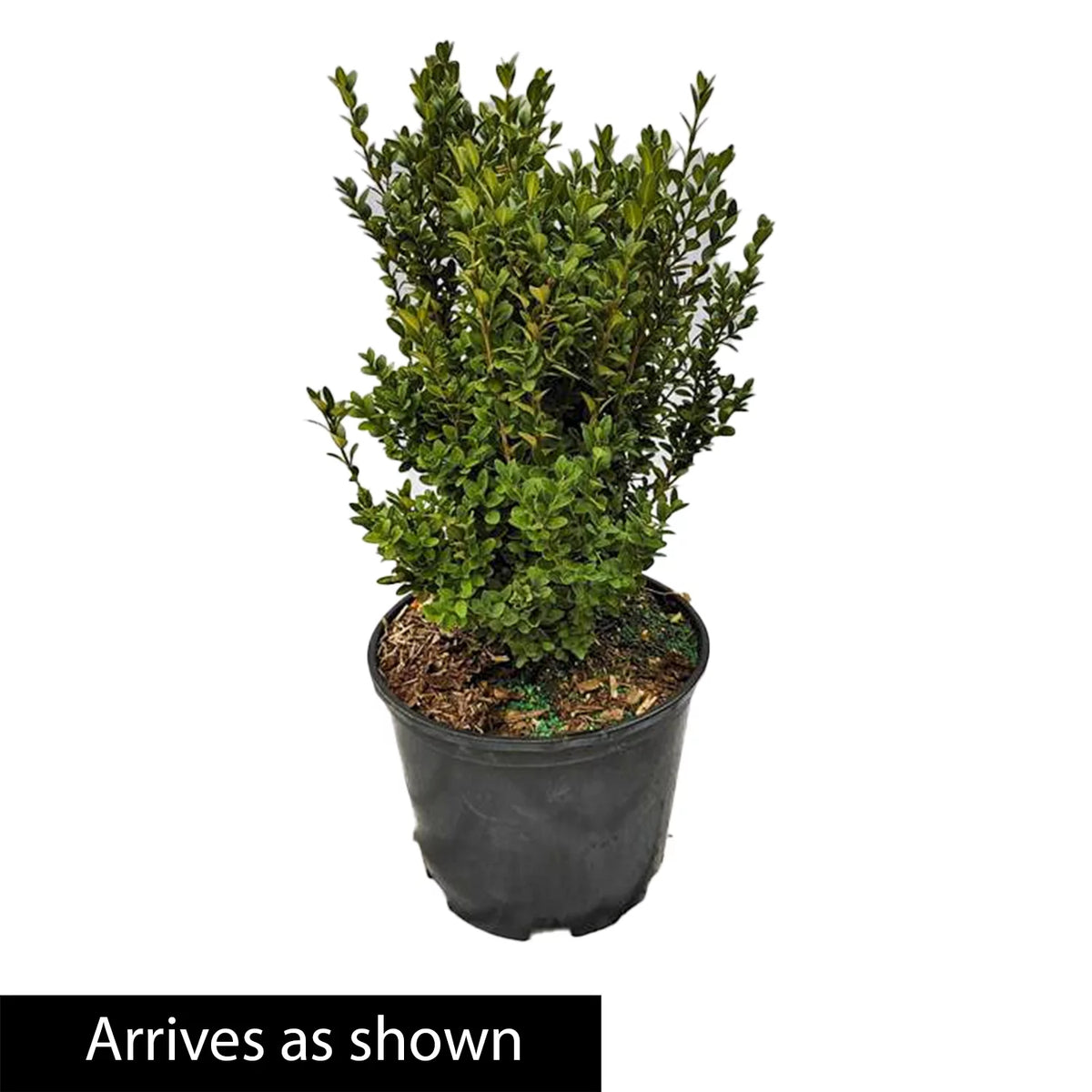 Boxwood Live Broadleaf Evergreen Shrub 2.50 Quart Pot H595913