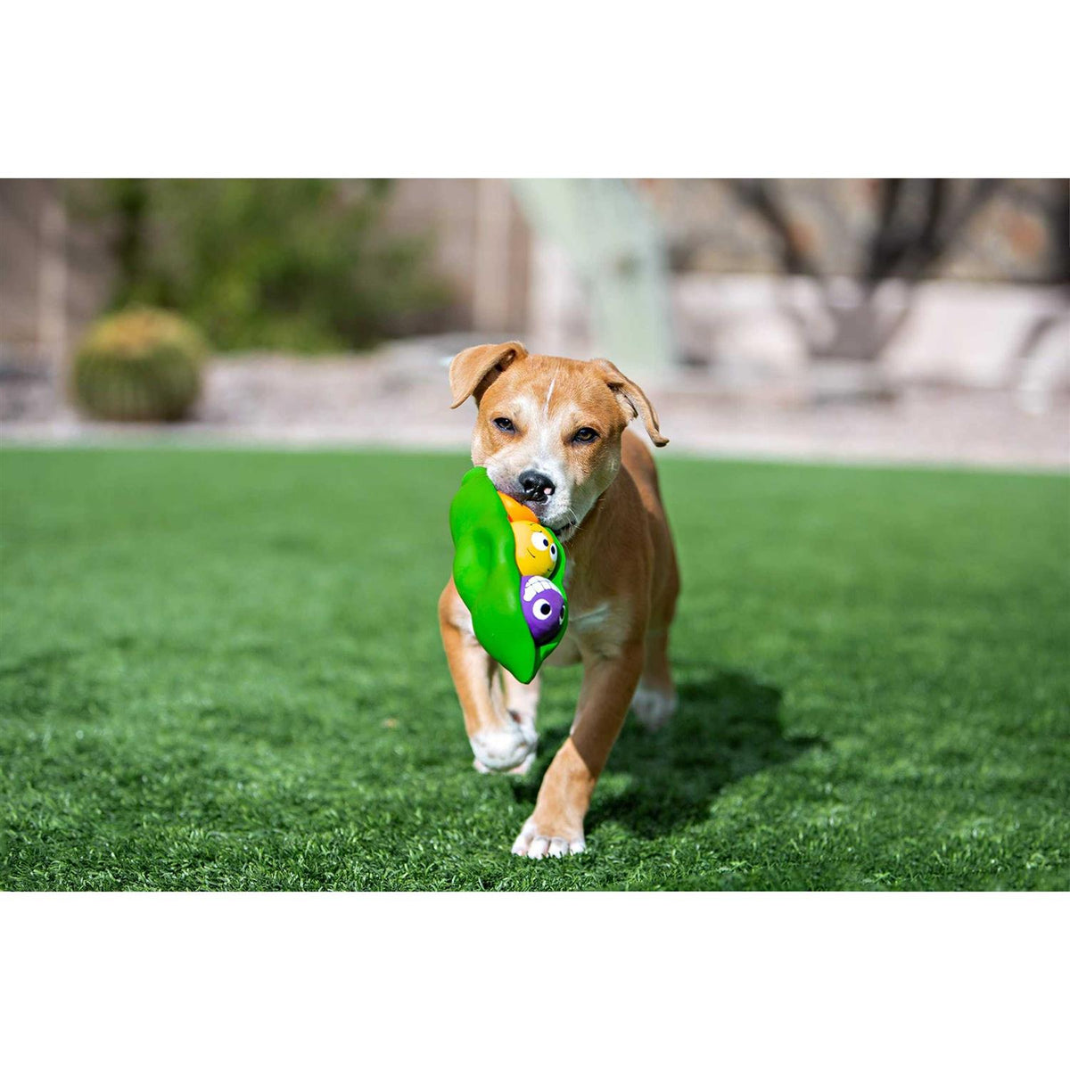 Dog Toy B39318